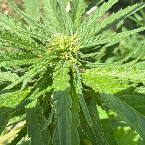 Mimosa growlog timeline photo