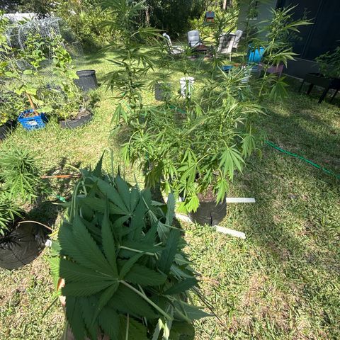 Cherry Gar-See-Ya growlog timeline photo