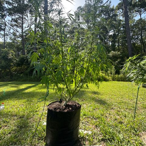 Cherry Gar-See-Ya growlog timeline photo