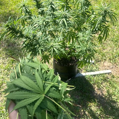 Mimosa growlog timeline photo