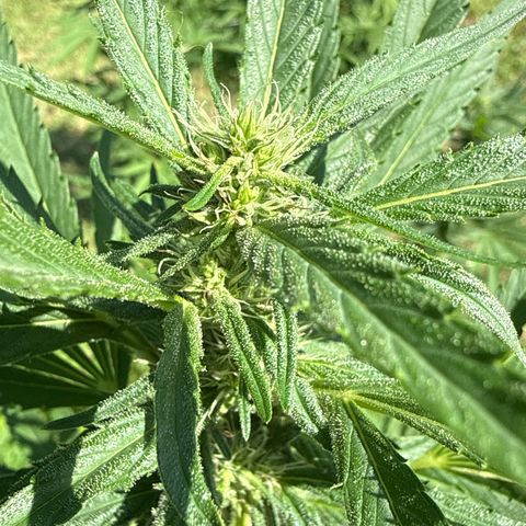 Cherry Gar-See-Ya growlog timeline photo