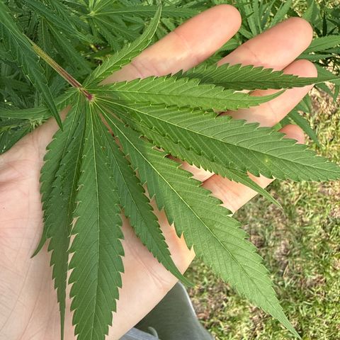 Cherry Gar-See-Ya growlog timeline photo