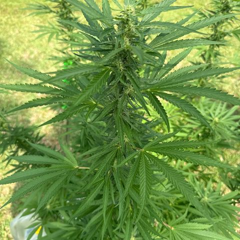 Cherry Gar-See-Ya growlog timeline photo
