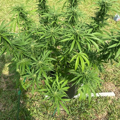 Mimosa growlog timeline photo