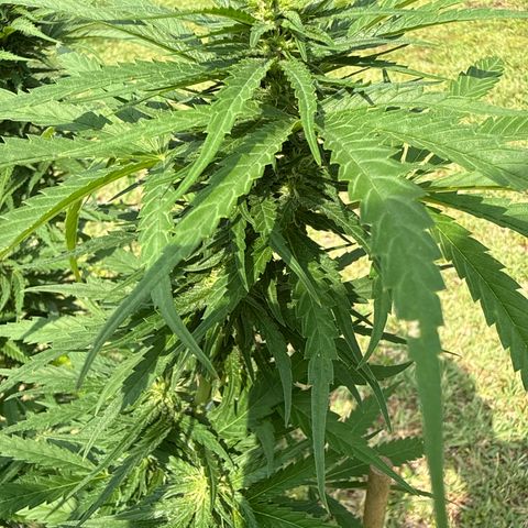 Mimosa growlog timeline photo
