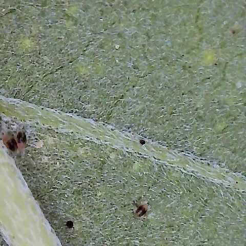 Mimosa growlog photo: Noticed molting on a lower fan leaf and discovered spider mites on that leaf in early stage of development. I will now be battling mites on top of a early leaf spot disease I noticed and will begin alternating between neem and fungicide. It’s always something…