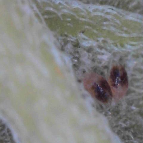 Mimosa growlog photo: Noticed molting on a lower fan leaf and discovered spider mites on that leaf in early stage of development. I will now be battling mites on top of a early leaf spot disease I noticed and will begin alternating between neem and fungicide. It’s always something…