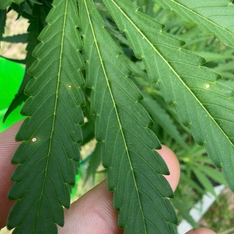 Mimosa growlog photo: Beginning signs of leaf spot disease. Will try Neem max first before switching to fungicide.