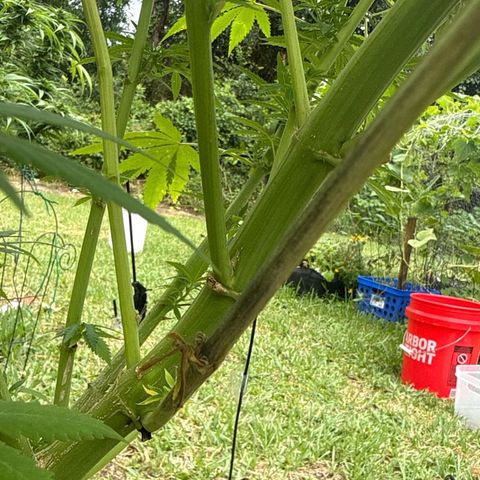 Cherry Gar-See-Ya growlog photo:  Some sort of fungal lesion has been affecting the stems and is Spreading between my two photo plants. you can tell that it is spreading and is restricting water, flow, and nutrient flow and at this point, my only option is to cut these branches and hope that the plant can be saved.