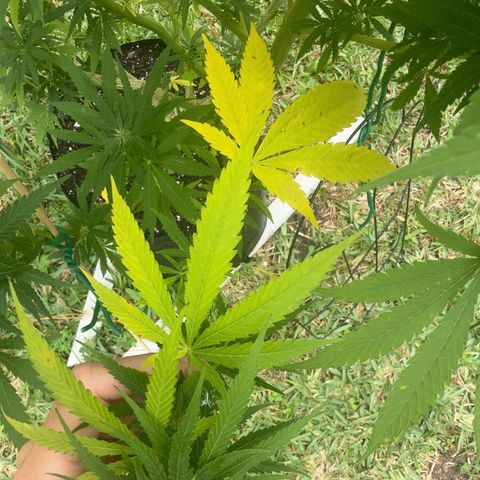 Cherry Gar-See-Ya growlog photo:  Some sort of fungal lesion has been affecting the stems and is Spreading between my two photo plants. you can tell that it is spreading and is restricting water, flow, and nutrient flow and at this point, my only option is to cut these branches and hope that the plant can be saved.