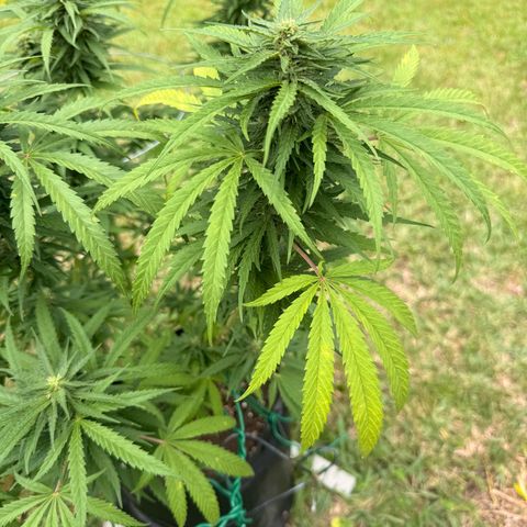 Cherry Gar-See-Ya growlog photo:  Some sort of fungal lesion has been affecting the stems and is Spreading between my two photo plants. you can tell that it is spreading and is restricting water, flow, and nutrient flow and at this point, my only option is to cut these branches and hope that the plant can be saved.