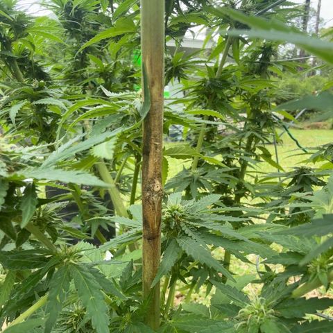 Mimosa growlog photo:  Some sort of fungal lesion has been affecting the stems and is Spreading between my two photo plants. you can tell that it is spreading and is restricting water, flow, and nutrient flow and at this point, my only option is to cut these branches and hope that the plant can be saved.