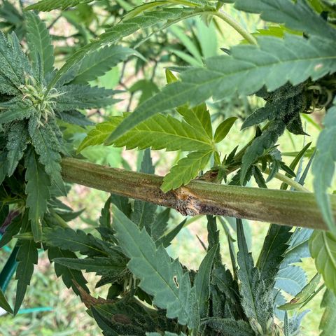 Mimosa growlog photo:  Some sort of fungal lesion has been affecting the stems and is Spreading between my two photo plants. you can tell that it is spreading and is restricting water, flow, and nutrient flow and at this point, my only option is to cut these branches and hope that the plant can be saved.