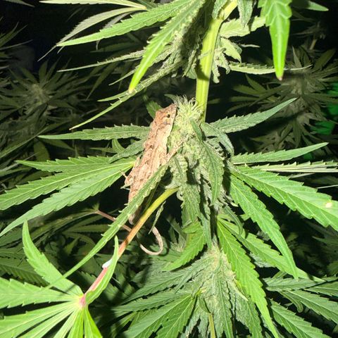 Cherry Gar-See-Ya growlog timeline photo