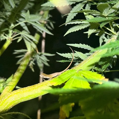 Cherry Gar-See-Ya growlog timeline photo