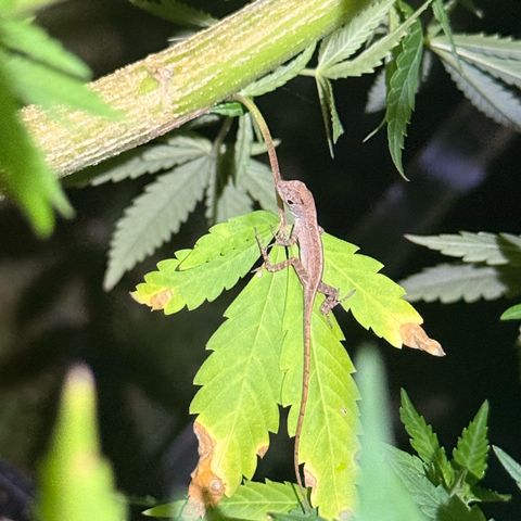 Cherry Gar-See-Ya growlog timeline photo