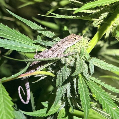 Cherry Gar-See-Ya growlog timeline photo