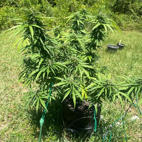 Mimosa growlog timeline photo
