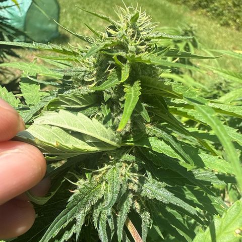 Mimosa growlog timeline photo