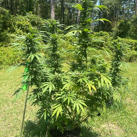 Cherry Gar-See-Ya growlog timeline photo