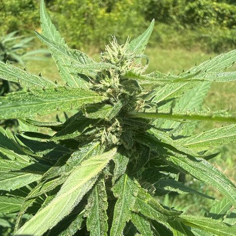Cherry Gar-See-Ya growlog timeline photo