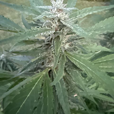 Cherry Gar-See-Ya growlog timeline photo