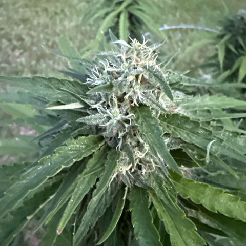 Mimosa growlog timeline photo