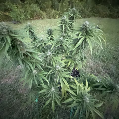 Mimosa growlog timeline photo