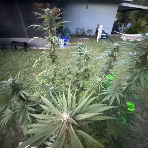 Cherry Gar-See-Ya growlog timeline photo