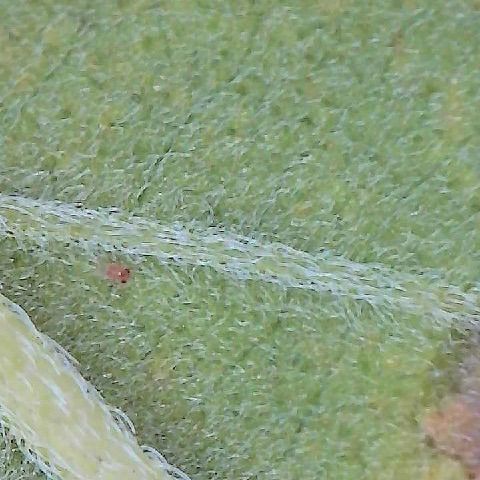 Mimosa growlog photo: Found single mite after treatment