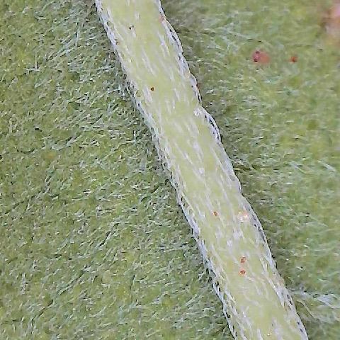 Mimosa growlog photo: Found single mite after treatment