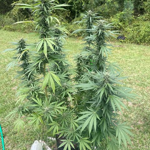 Cherry Gar-See-Ya growlog photo: Trying to make it to harvest before disease kills plant.