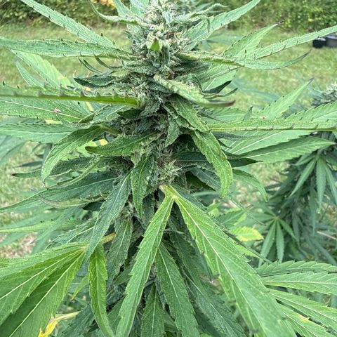 Cherry Gar-See-Ya growlog photo: Trying to make it to harvest before disease kills plant.