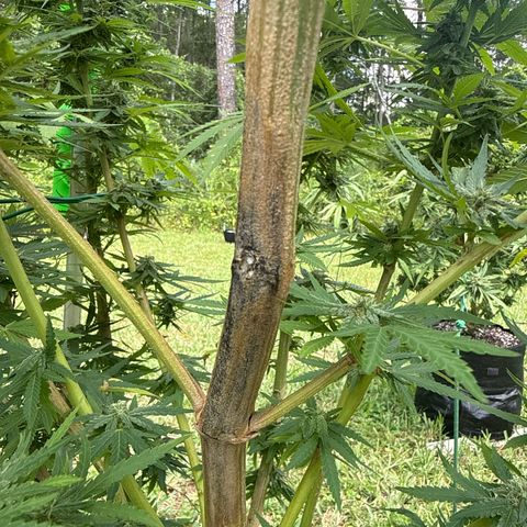 Cherry Gar-See-Ya growlog photo: Trying to make it to harvest before disease kills plant.