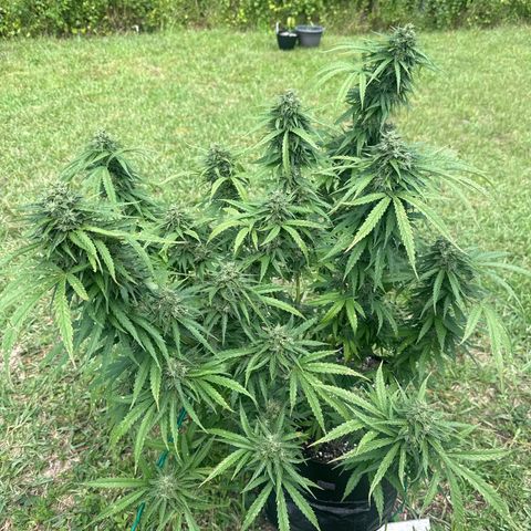 Mimosa growlog photo: Trying to make it to harvest. Uphill battle against disease and mites