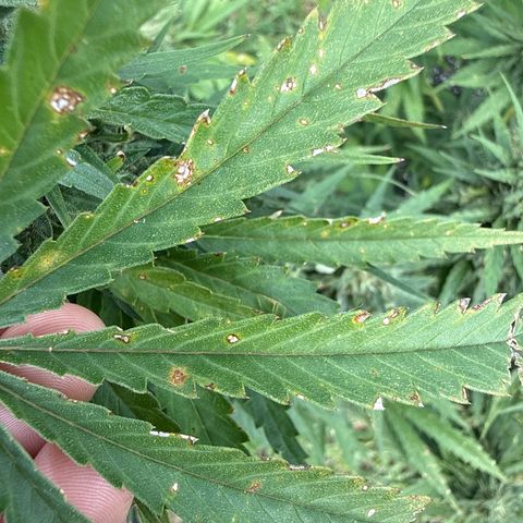 Mimosa growlog photo: Trying to make it to harvest. Uphill battle against disease and mites