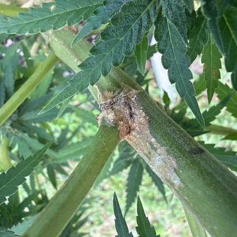 Mimosa growlog photo: Trying to make it to harvest. Uphill battle against disease and mites
