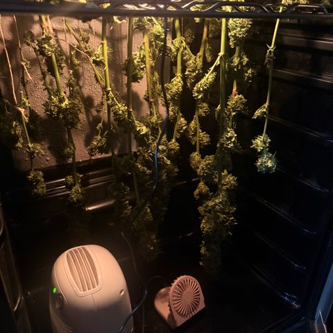 Cherry Gar-See-Ya growlog photo: Drying in a wine cooler with a dehumidifier hooked up to a ink bird