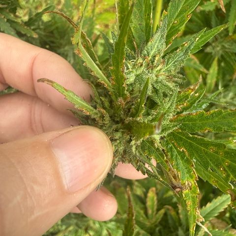 Mimosa growlog photo:  Most of the buds on this plant were so thick and dense that in this Florida humidity, it was too difficult to not get bud rot. would not suggest the strain for wet and humid areas.