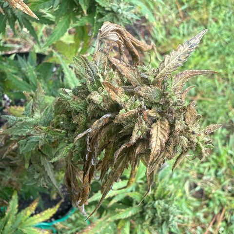 Mimosa growlog photo:  Most of the buds on this plant were so thick and dense that in this Florida humidity, it was too difficult to not get bud rot. would not suggest the strain for wet and humid areas.