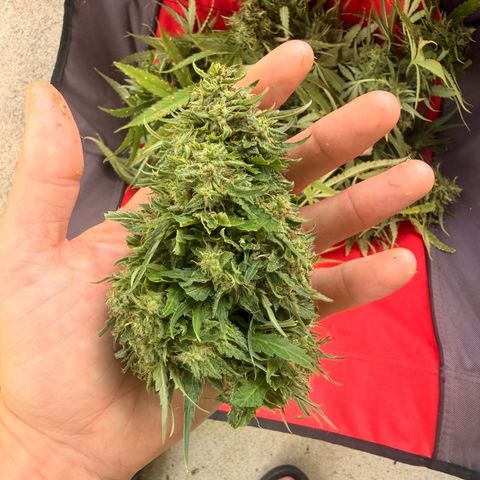 Mimosa growlog photo:  Most of the buds on this plant were so thick and dense that in this Florida humidity, it was too difficult to not get bud rot. would not suggest the strain for wet and humid areas.