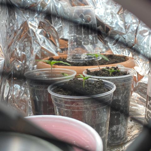 Prenseeds growlog timeline photo