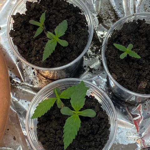 Prenseeds growlog timeline photo