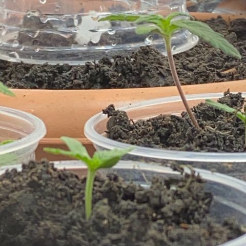 Prenseeds growlog timeline photo