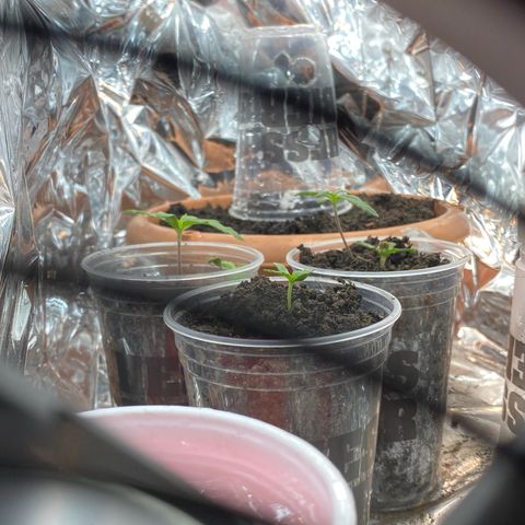 Prenseeds growlog timeline photo