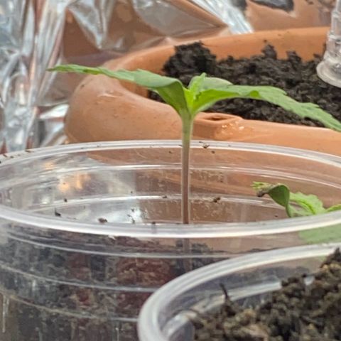 Prenseeds growlog timeline photo