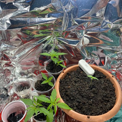 Prenseeds growlog timeline photo