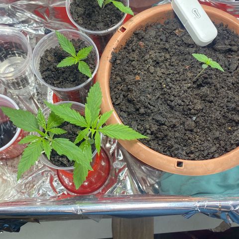 Prenseeds growlog timeline photo