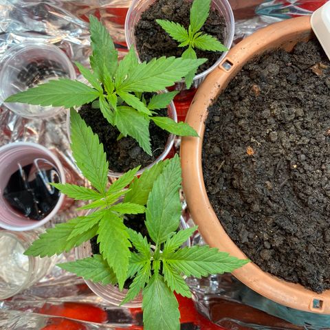 Prenseeds growlog timeline photo