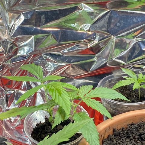 Prenseeds growlog timeline photo